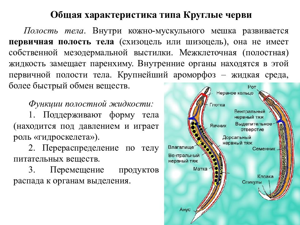 Кольчатые черви егэ презентация