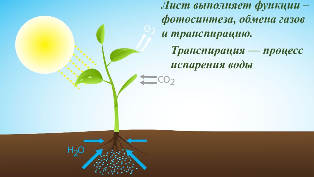 Особенности внешнего и внутреннего строения листа