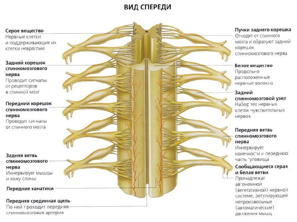 Корешки спинного мозга схема дерматомы