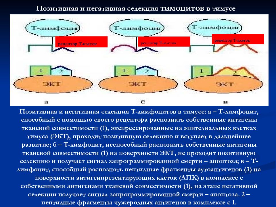 Тканевая совместимость. Негативная селекция т-лимфоцитов. Позитивная и негативная селекция т-лимфоцитов. Отрицательная и положительная селекция лимфоцитов. Положительная и отрицательная селекция тимоцитов.