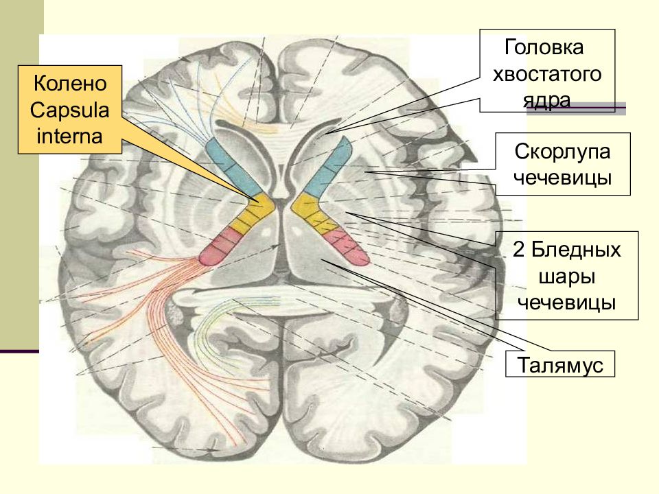 Хвостатое ядро мозга. Базальные ядра мозга анатомия. Головка хвостатого ядра головного мозга. Ядра головного мозга хвостатое ядро. Хвостатое ядро головного мозга анатомия.
