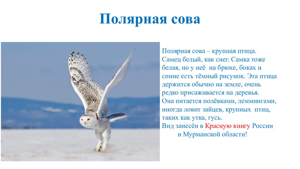 Полярная сова