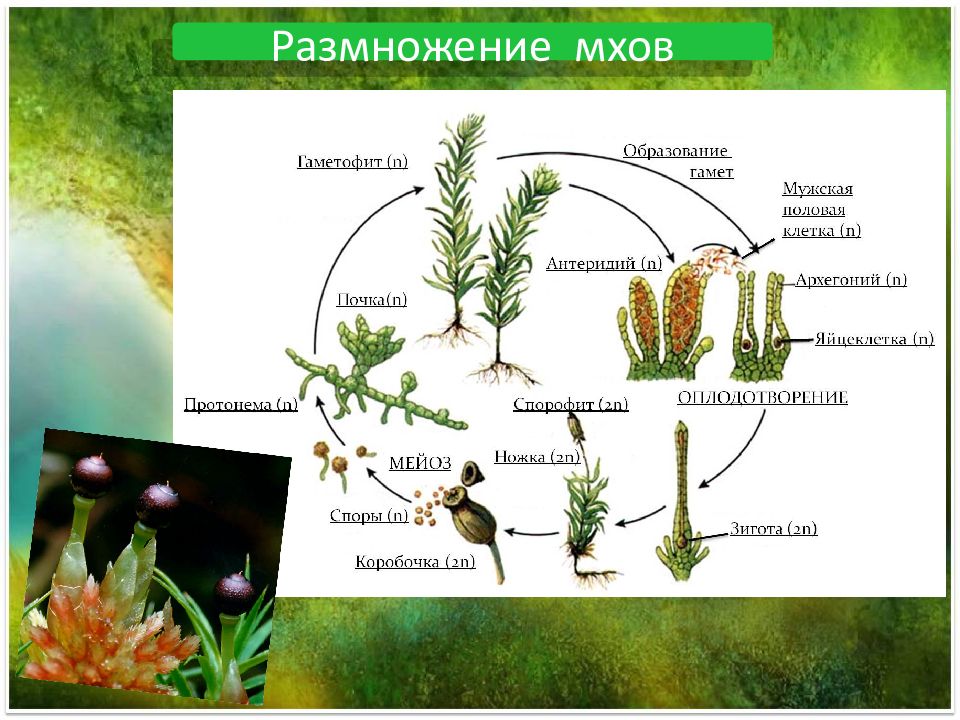 На спорофите образуются гаметофит. Размножение моховидных растений. Бесполое размножение мхов схема. Жизненные циклы растений гаметофит и спорофит. Мох сфагнум спорофит.