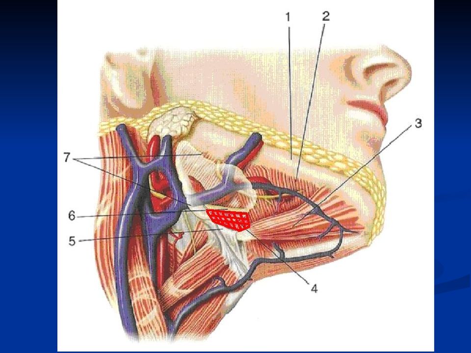 Топографическая анатомия органов шеи презентация