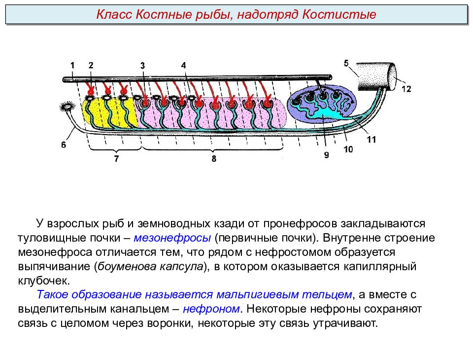 Определите общее количество мезонефросов у модельных животных. Строение туловищной почки. Строение мезонефроса. Туловищные почки у рыб. Туловищные складки в эмбриогенезе у рыб образуются с участием.