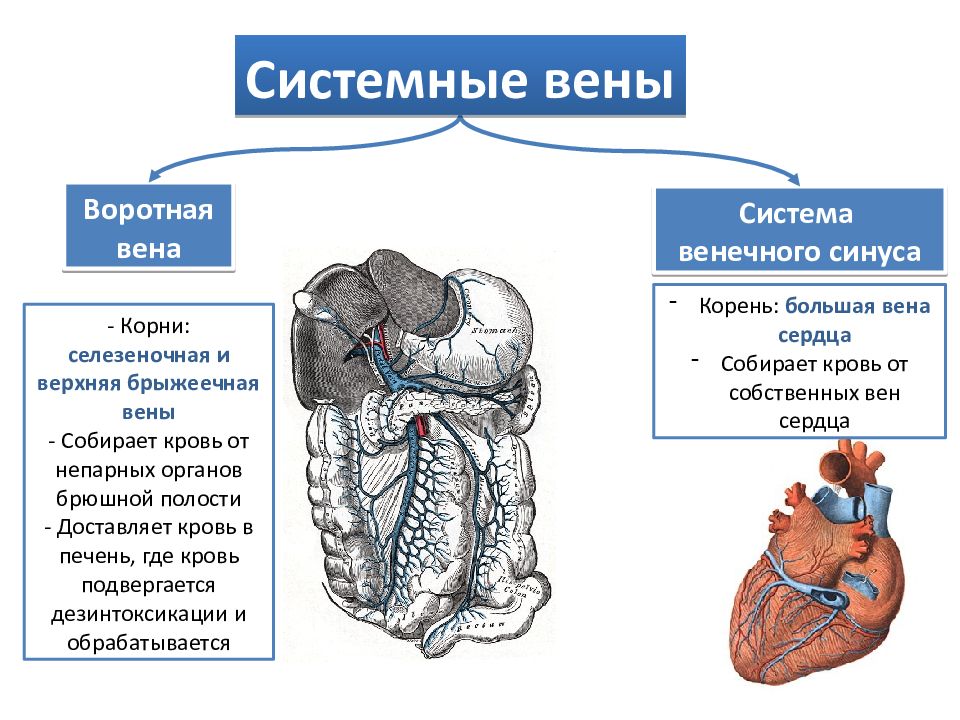 Воротная вена анатомия презентация