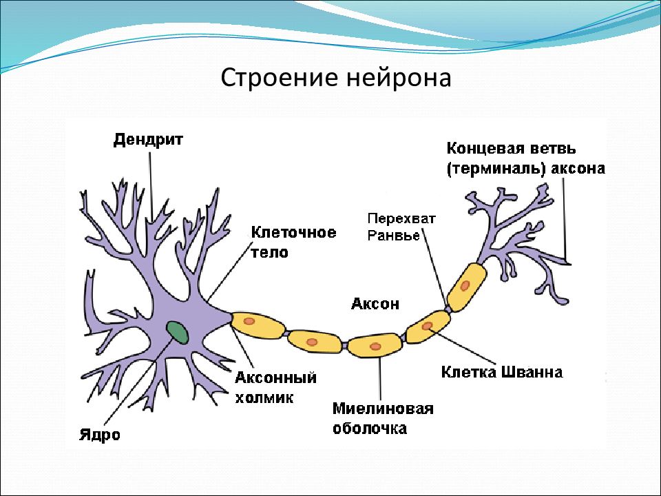 Как называется короткий нейрона. Строение нейрона. Схема строения нейрона. Строение нейрона биология 8 класс. Внутриклеточное строение нейрона.