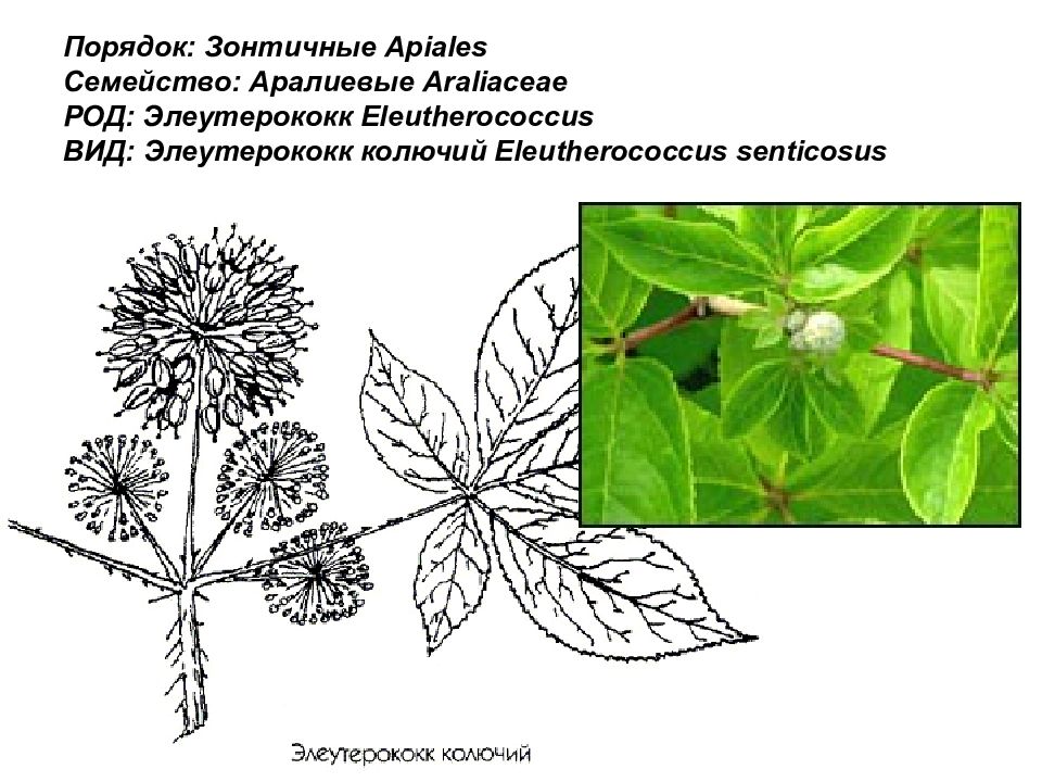 Диаграмма семейства зонтичные