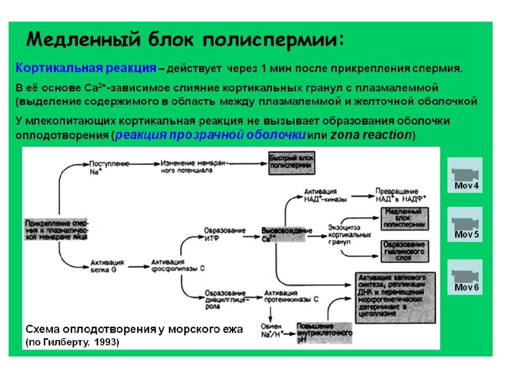 Через сколько после прикрепления. Кортикальная реакция оплодотворения. Блок полиспермии. Механизм кортикальной реакции. Быстрый и медленный блок полиспермии.