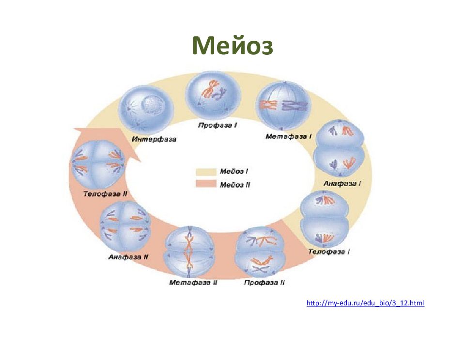 Все фазы мейоза картинки