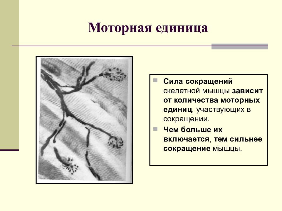 Сила сокращений. Понятие моторная единица в миологии. Моторная единица скелетной мышцы. От чего зависит сила сокращения мышцы. Понятие «моторная (двигательная) единица» в миологии.