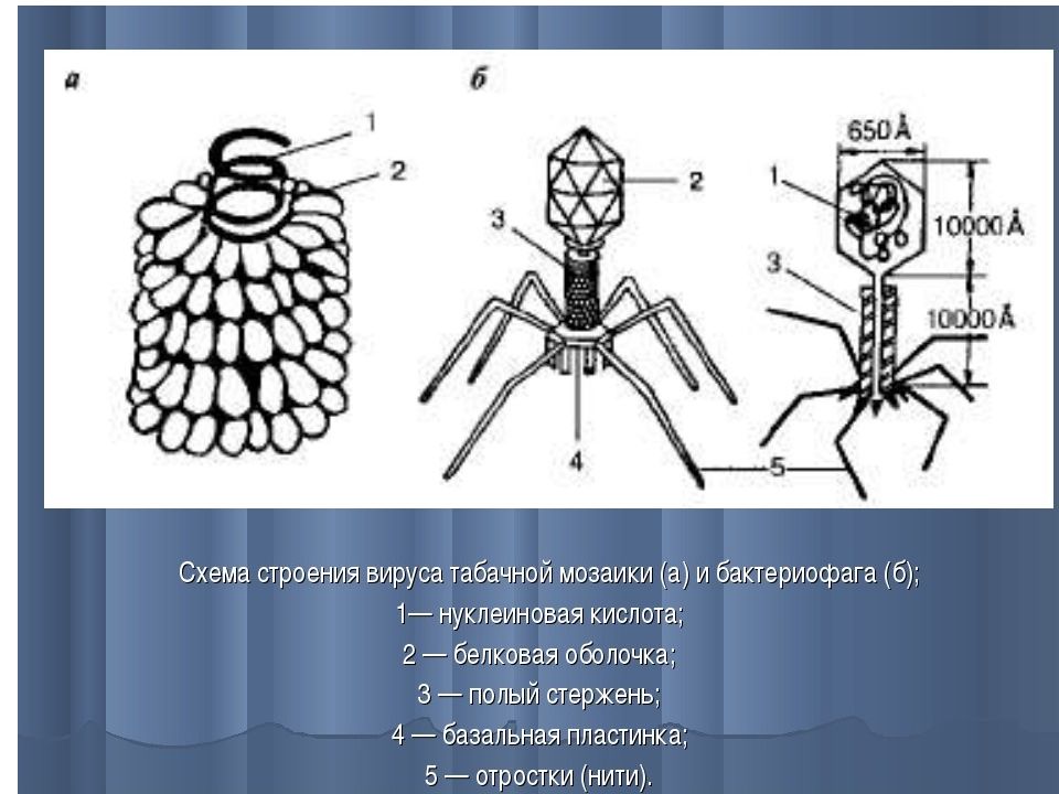 Какое строение имеет вирус табачная мозаика. Строение вируса табачной мозаики и бактериофага. Схема строения вируса табачной мозаики бактериофаг. Схема строения вируса и бактериофага. Вирус табачной мозаики и бактериофаг.