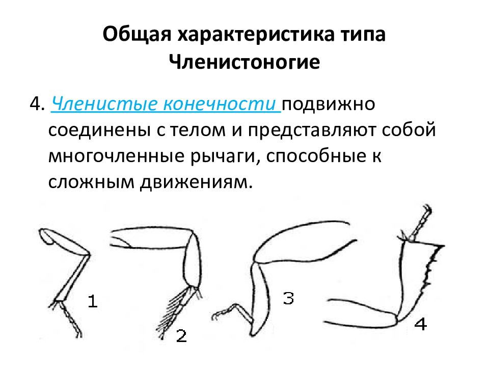 Членистое тело. Членистоногие членистые конечности. Конечности рычажного типа у членистоногих. Рычажные конечности у членистоногих. Общая характеристика типа Членистоногие членистые конечности.