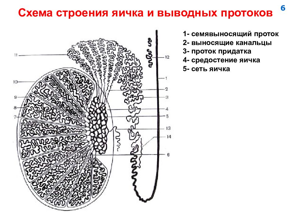 В состав какого органа входит изображенное на рисунке анатомическое образование семенник