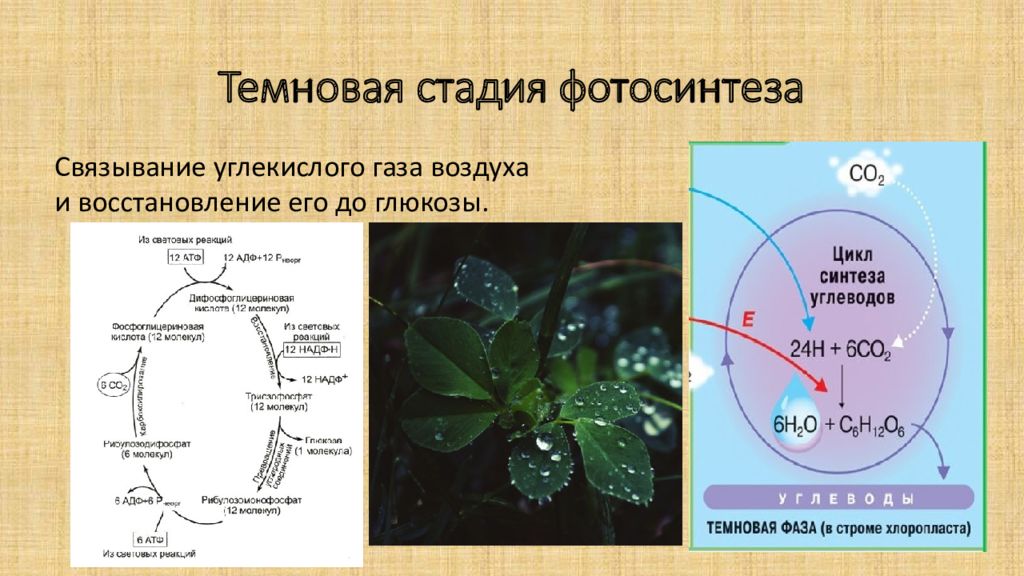 Какие процессы происходят в фазах фотосинтеза