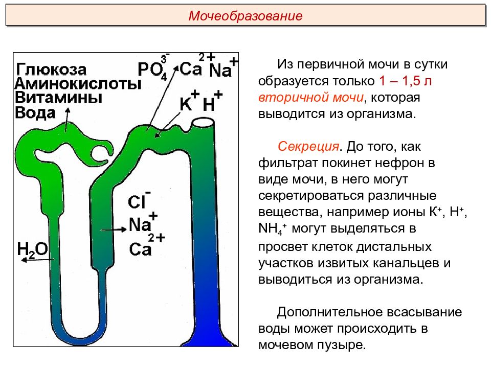 Презентация выделительная система пименов