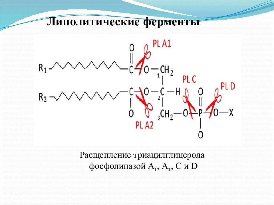 Строение свойства. Липолитические ферменты. Липолитические ферменты расщепляют. Липолитические ферменты характеристика. Ферментативное 