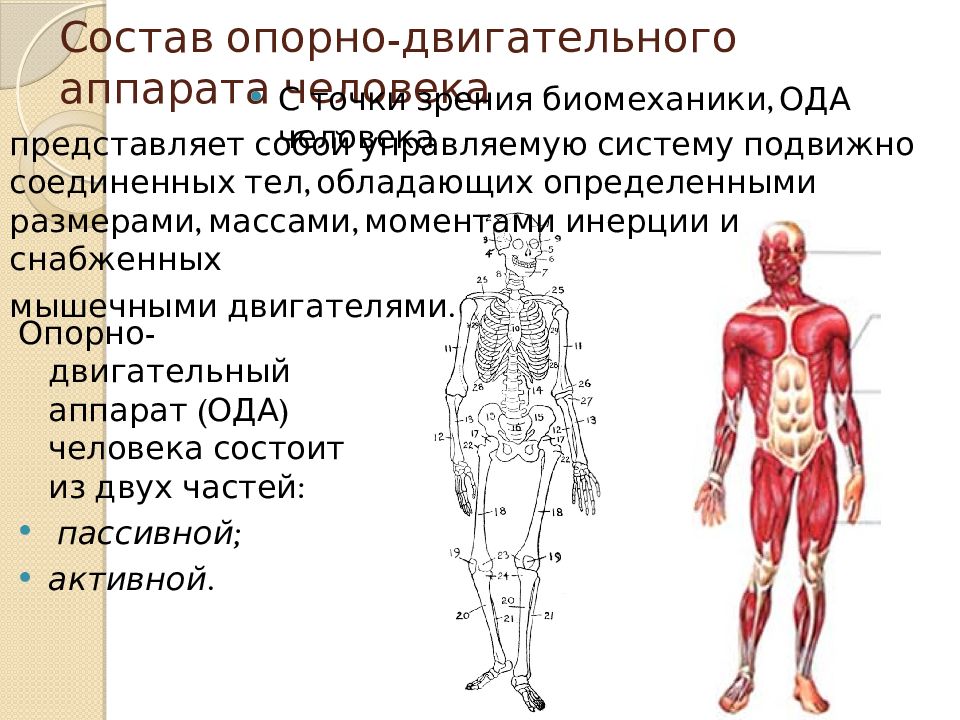 Влияние обуви на опорно двигательный аппарат проект по физике