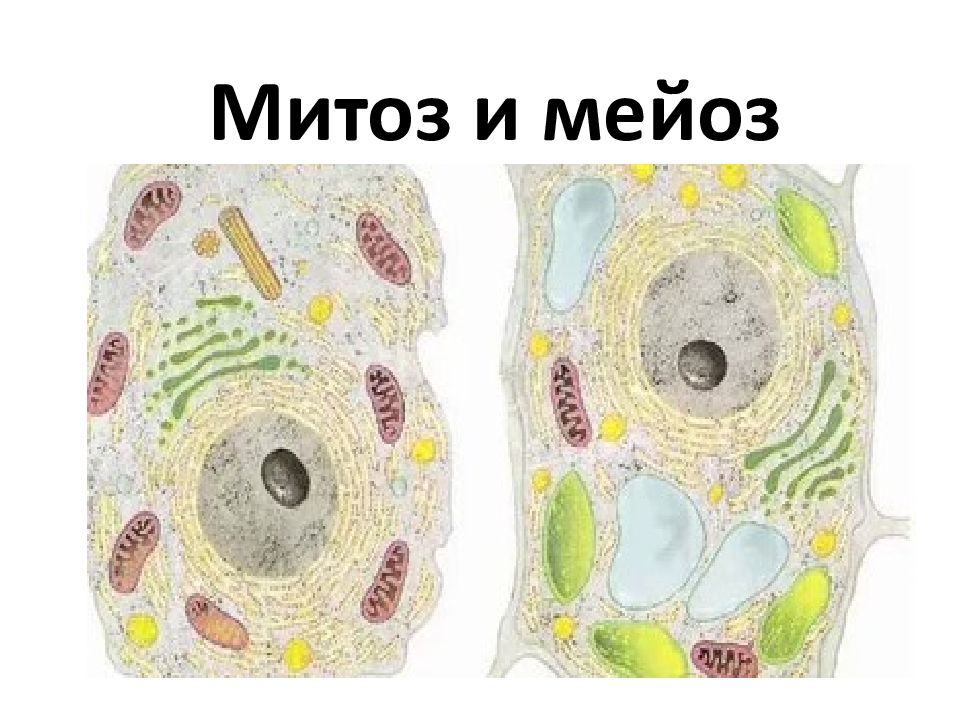 Митоз и мейоз