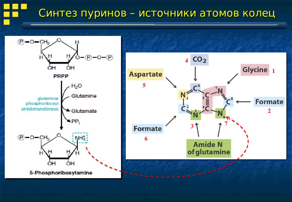 Синтез источника. Источники пуринового кольца биохимия. Синтез пуринового кольца. Источники атомов азота в пуриновом кольце. Источники азота для синтеза пуринового кольца.