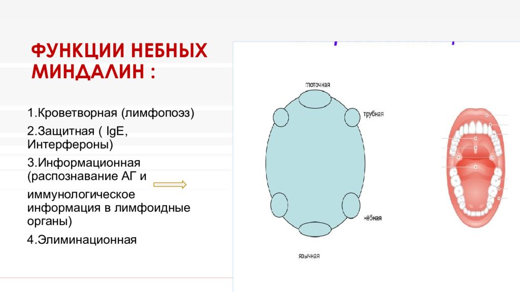 Расшифровка анализа функции небных миндалин. Миндалины человека функции. Анализ на функцию миндалин. Строма небной миндалины. Исследование миндалин расшифровка.