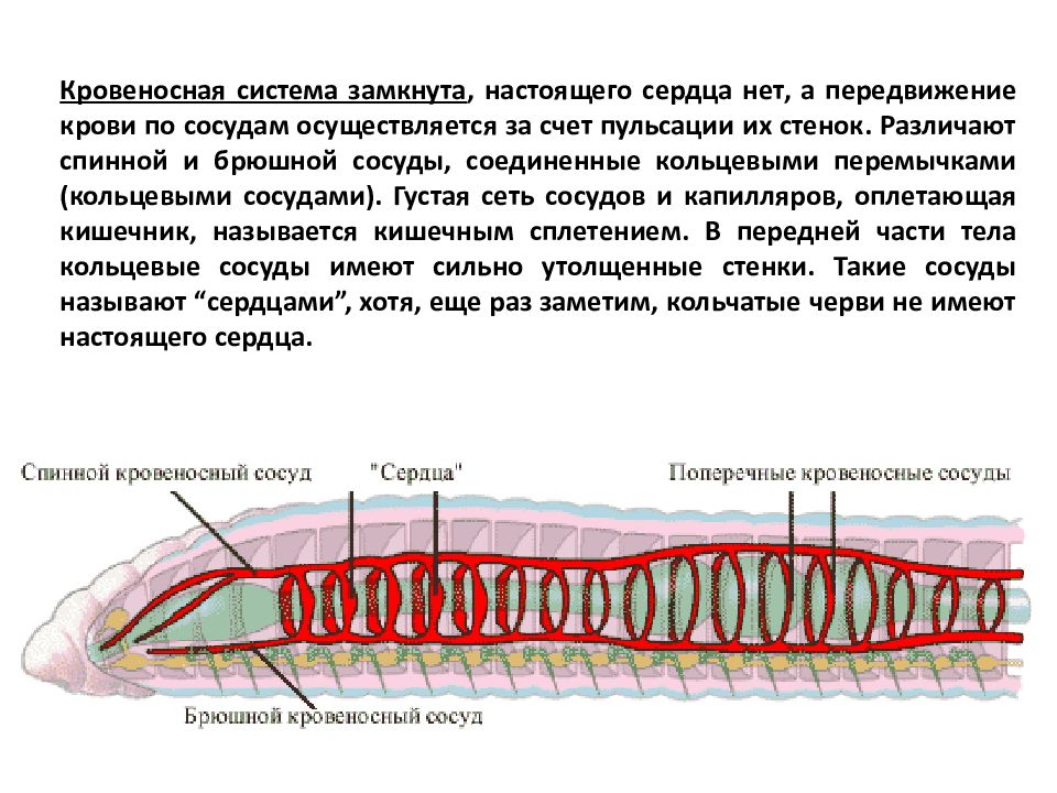 Кольцевые сосуды дождевого червя. Кровеносная система система кольчатых червей. Кровяная система кольчатых червей. Органы кровеносной системы у кольчатых червей 7 класс таблица. Строение кровеносной системы дождевого червя.