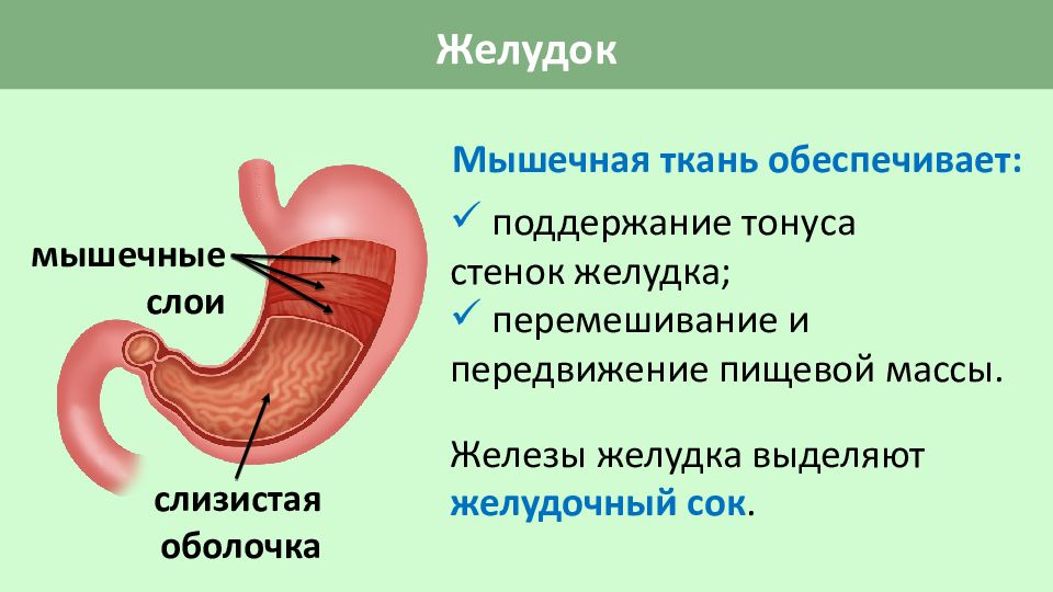 Пищеварение в желудке и кишечнике. Желудок строение и функции. Строение желудка и функции желудка. Функции желудка анатомия. Пищеварительная пищеварительная функция желудка.