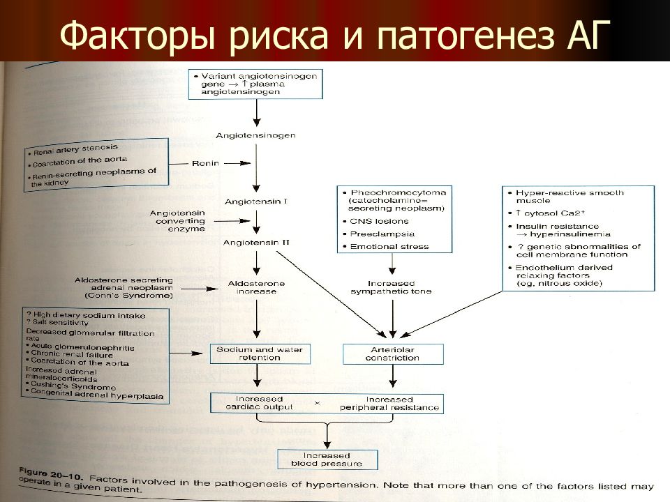 Патогенез артериальной гипертензии. Патогенез артериальной гипертензии патофизиология. Патогенез гипертонической болезни патофизиология. Патофизиология ренопаренхиматозной артериальной гипертензии. Патогенез факторы риска АГ.