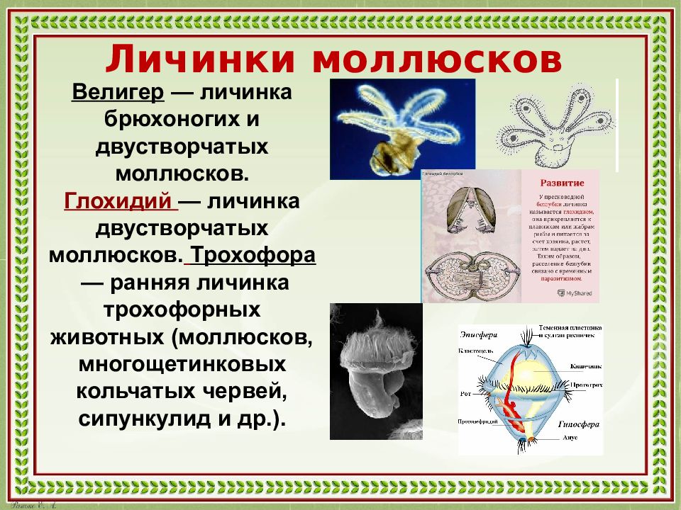 Сравните изображения личинок морского брюхоногого моллюска и морского многощетинкового червя