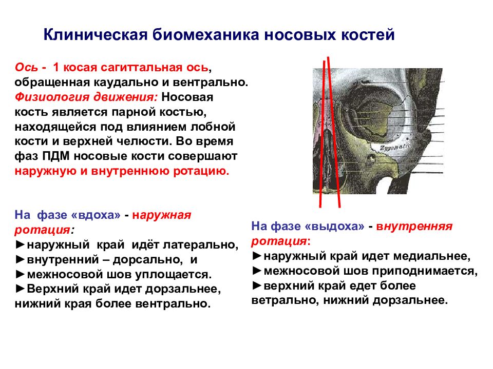 Носовая кость. Клиническая биомеханика. Биомеханика костей черепа. Биомеханика костей лицевого черепа.