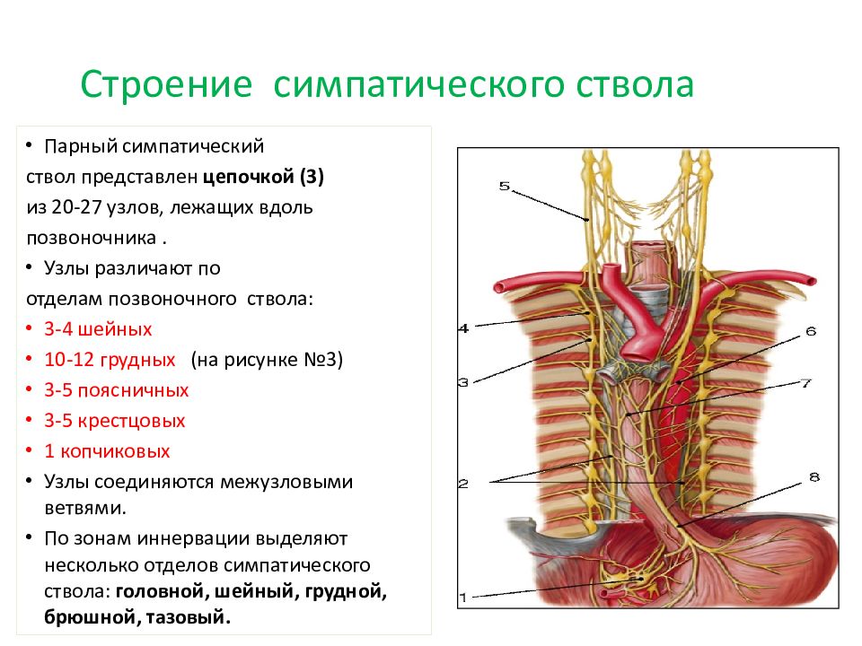 Узлы симпатического отдела. Симпатический ствол анатомия. Топография симпатического ствола схема. Грудной отдел симпатического ствола. Узлы симпатического ствола.