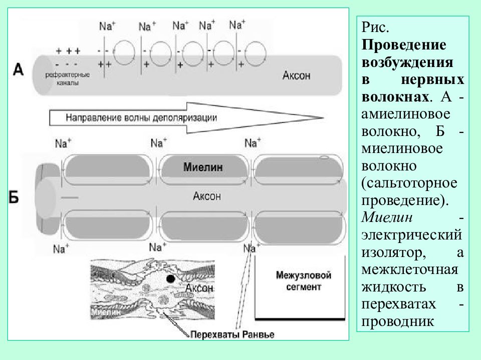 Проведение возбуждения. Проведение возбуждения по миелинизированным нервным волокнам:. Возбуждение миелиновых волокон. Механизм проведения возбуждения по немиелинизированным волокнам. Проведение импульса по миелиновым и безмиелиновым волокнам.