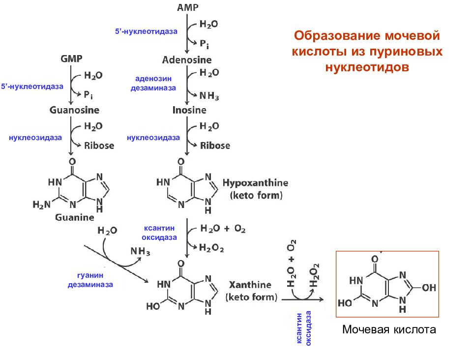 Распад кислоты. Образование мочевой кислоты биохимия реакции. Образование мочевой кислоты катаболизм аденозина. Схема катаболизма пуриновых нуклеотидов.