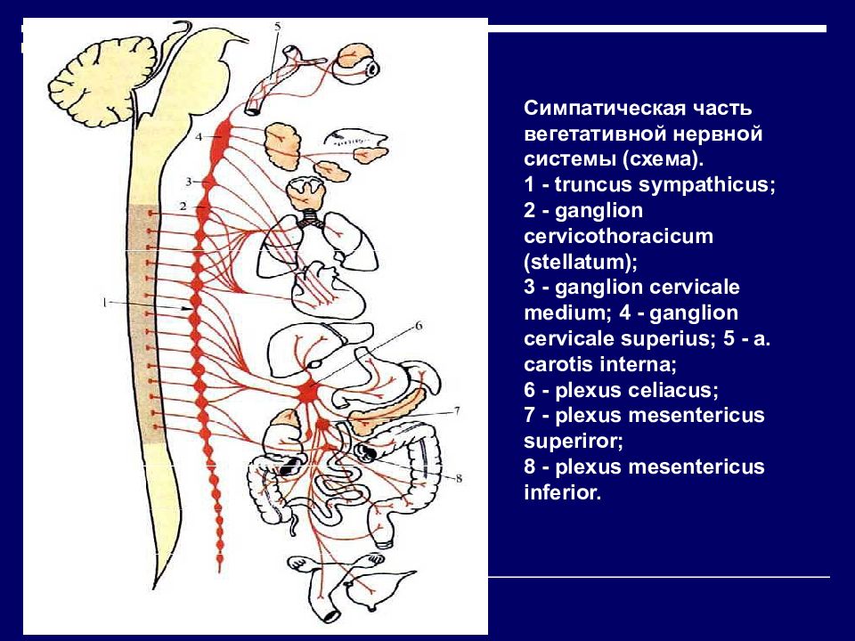 Части вегетативной нервной системы. Truncus Sympathicus. Ganglion Truncus Sympathicus. Симпатическая часть вегетативной нервной системы. Вегетативная и соматическая части нервной системы.