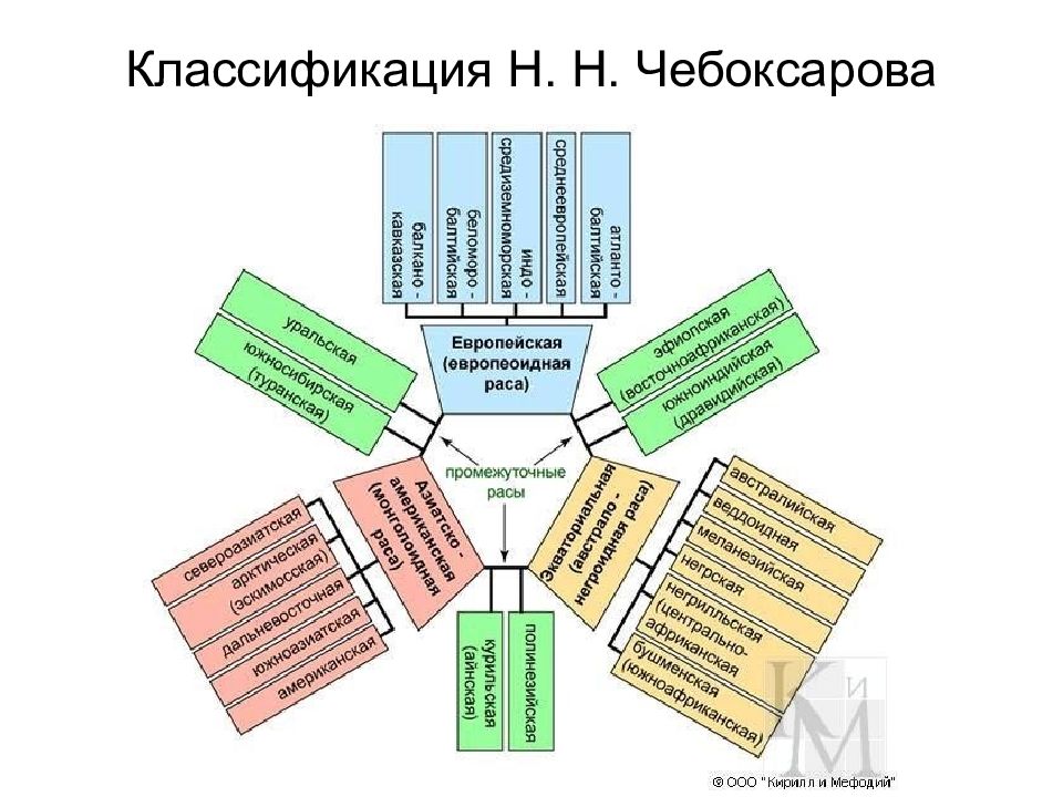 Классификация н. Классификация рас. Схема образования расы. Механизм образования расы. Малые расы таблица.