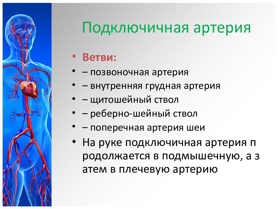 Ветви подключичной артерии схема