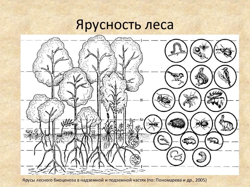 Пространственная структура биоценоза схема