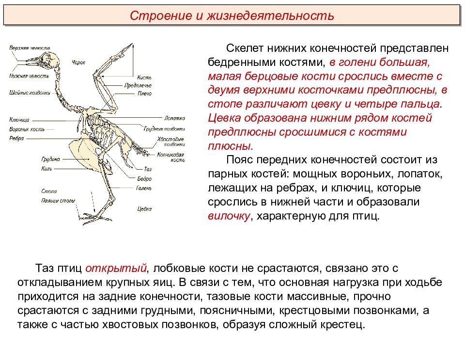 Птицы пименов презентация