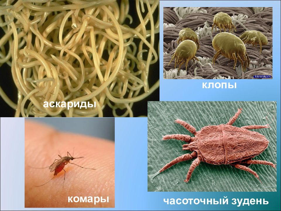 Презентация биотические взаимоотношения