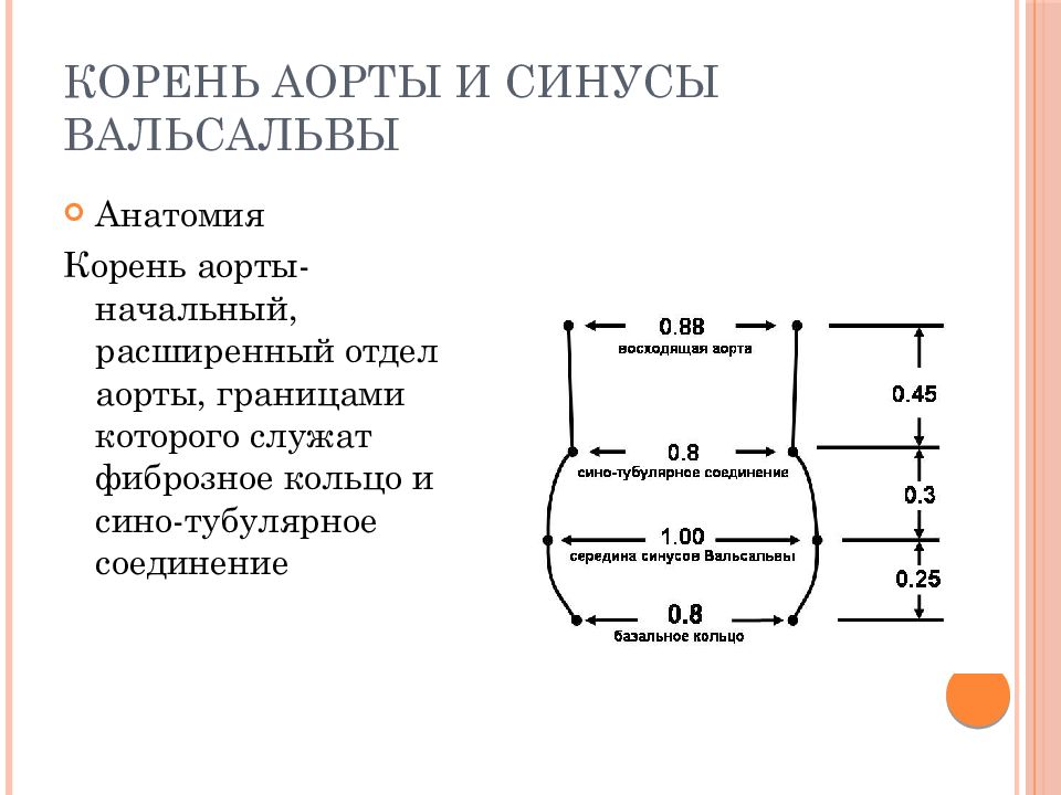 Уровень синусов вальсальвы. Диаметр корня аорты. Диаметр корня аорты норма. Диаметр аорты на уровне синусов Вальсальвы. Диаметр аорты в норме.