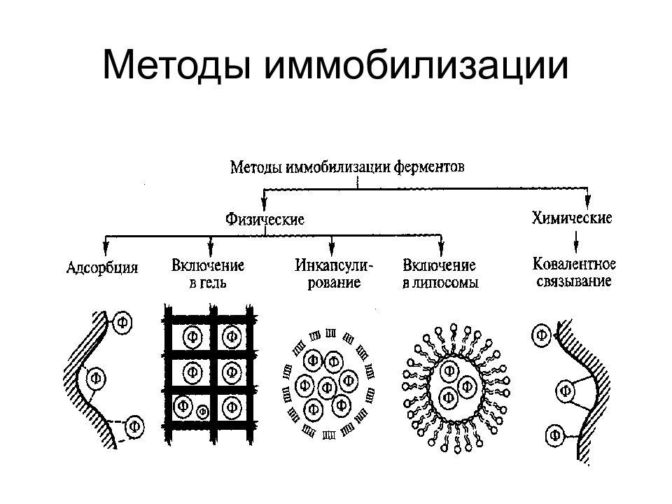 Физическая иммобилизация. Методы физической иммобилизации биообъектов. Реакция иммобилизации Бледных трепонем схема. Иммобилизация клеток адсорбцией. Химические методы иммобилизации.