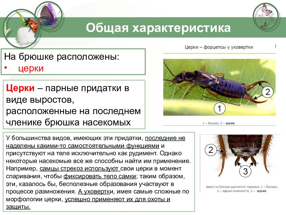 Биология 7 класс насекомые. Классификация насекомых таблица. Общая характеристика насекомых. Тип насекомые общая характеристика. На брюшке насекомых расположены.