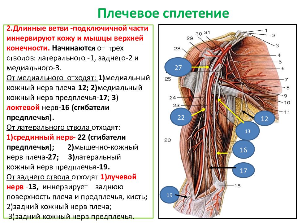 Плечевой нерв анатомия рисунок