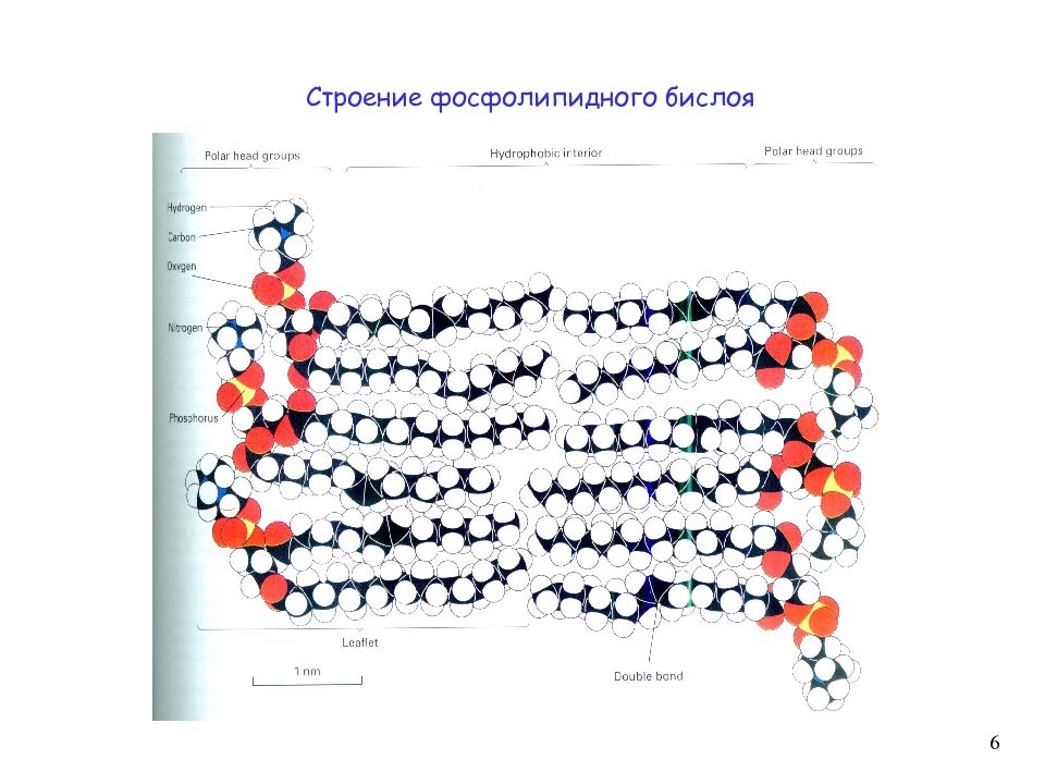 Омега 3 Фосфолипидная Форма Купить