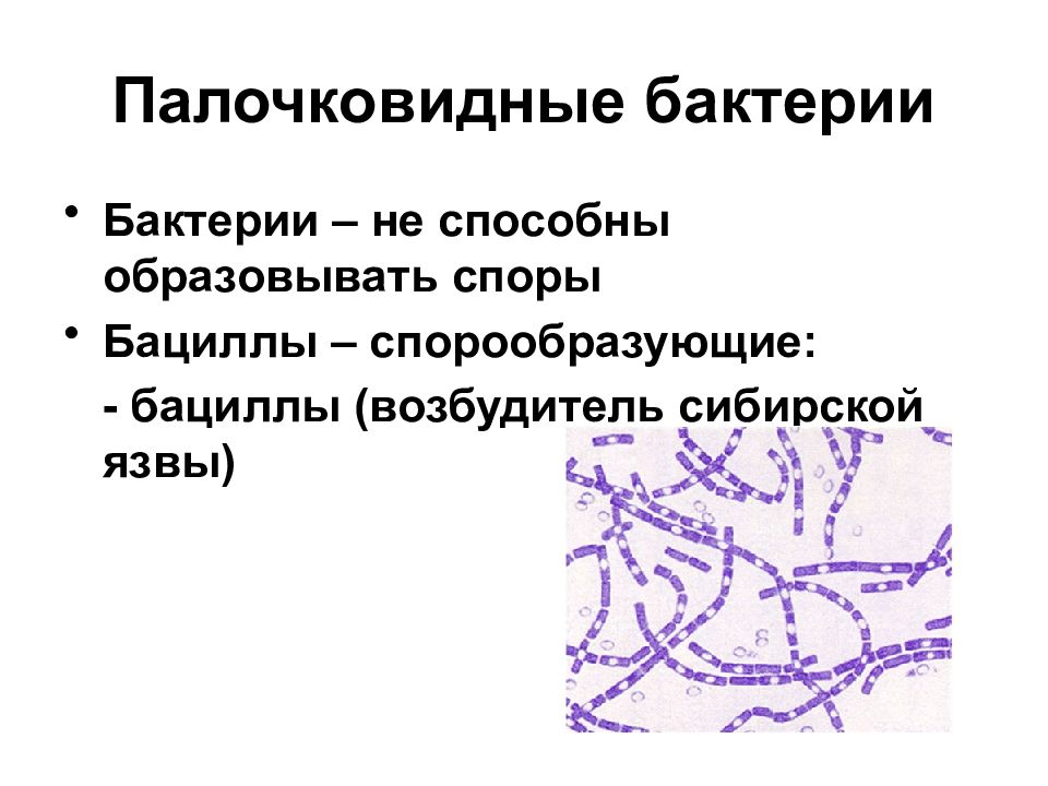 Палочковидные бактерии. Морфология микроорганизмов палочковидные. Палочковидные бактерии не образующие споры. Палочковидные формы бактерий образующие споры. Палочковидные микробиология.