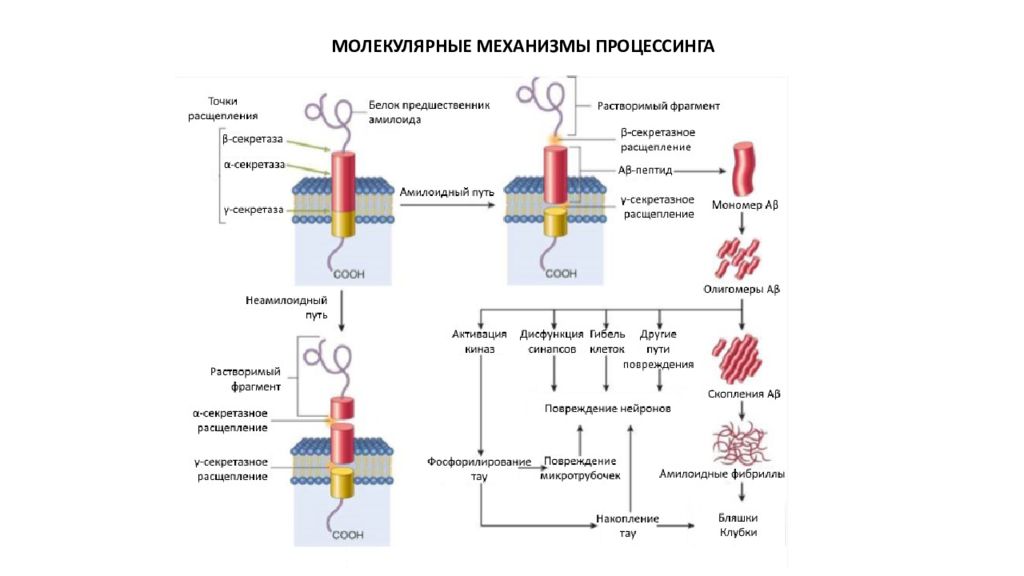 Белок альцгеймера