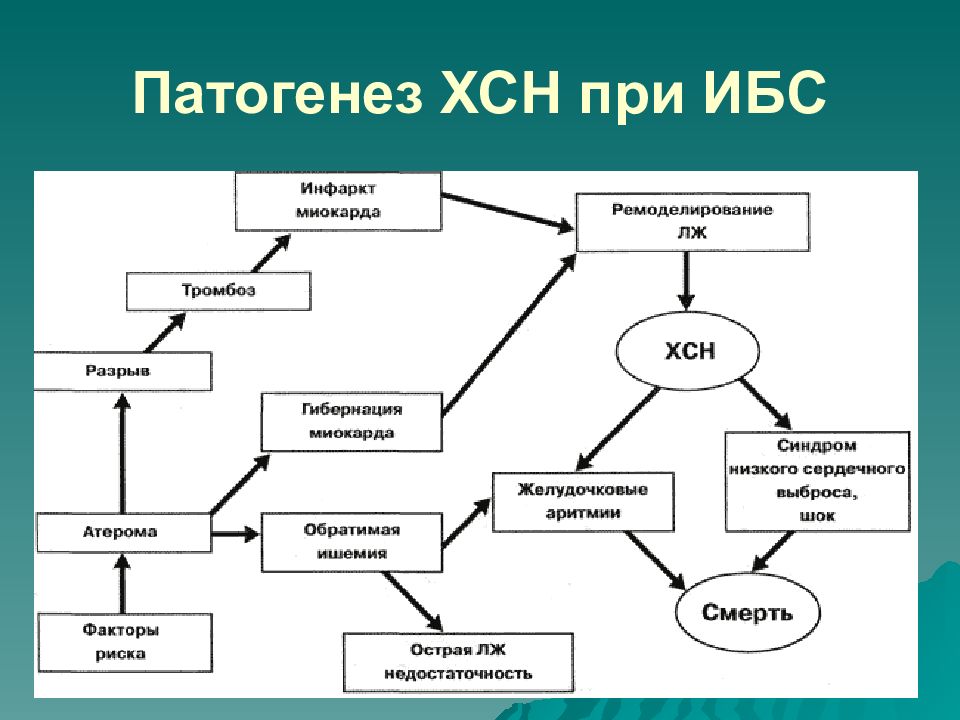 Механизм развития сердечной недостаточности. Патогенез ХСН. Патогенез ИБС И ХСН. Патогенез ХСН схема. Механизм возникновения ХСН картинка.