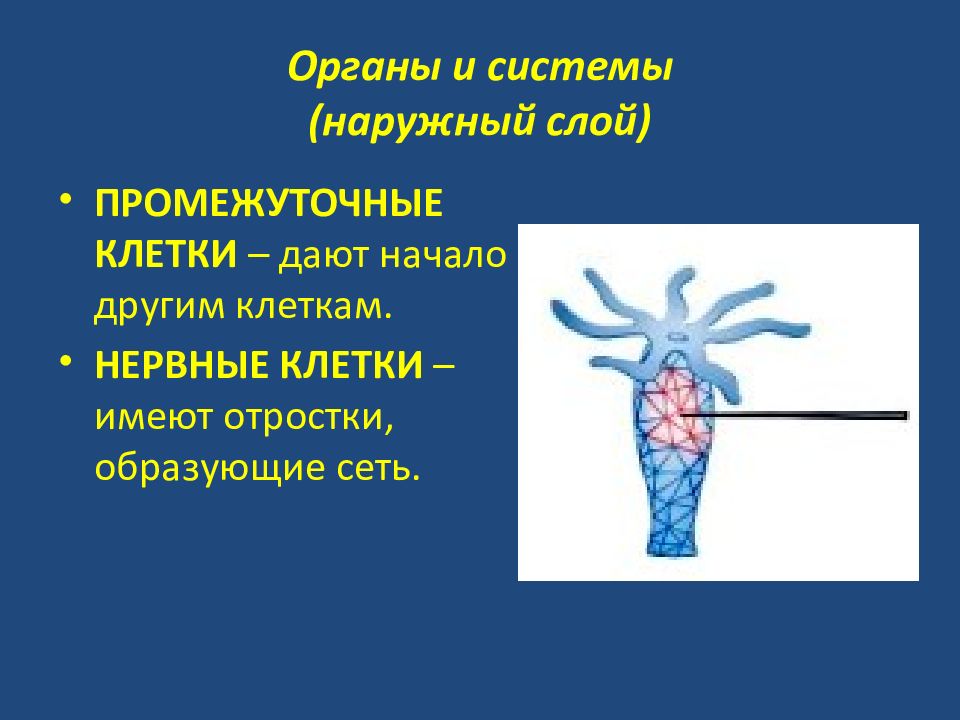 Клетки имеют отростки могут иметь. Тип Кишечнополостные нервная система. Системы органов кишечнополостных. Полипы Кишечнополостные. Кровеносная система кишечнополостных.