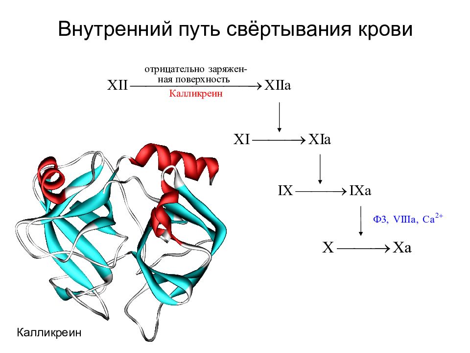 Схемы свертывания крови по внешнему и внутреннему пути