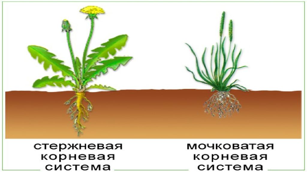 Покрытосеменные имеют корень. Корень покрытосеменных растений. Корневые системы растений. Корневище цветковых растений.